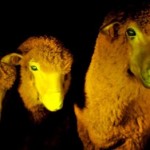 Un mouton transgénique phosphorescent lorsqu'il est placé sous une lumière ultra-violette