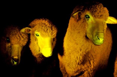 Un mouton transgénique phosphorescent lorsqu’il est placé sous une lumière ultra-violette