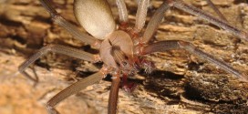 6000 araignées violonistes forcent une famille à quitter leur maison
