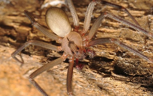 6000 araignées violonistes forcent une famille à quitter leur maison