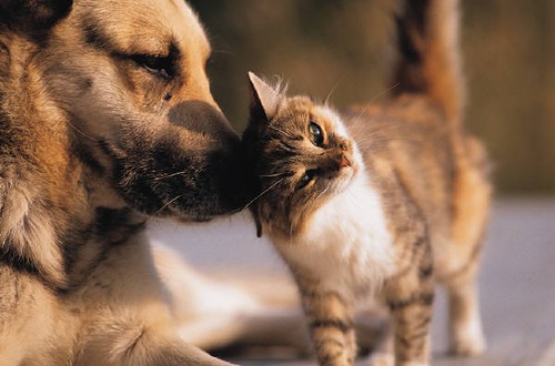 Des contraceptifs pour chiens et chats afin de contrôler les populations des animaux errants