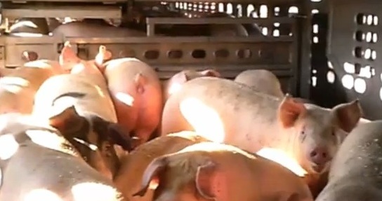 Mercy for Animals Canada diffuse une vidéo montrant la détresse de cochons maltraités