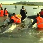 36 baleines mortes sur une plage de la Nouvelle Zélande : 21 cétacés ont pu être sauvés
