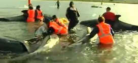 36 baleines mortes sur une plage de la Nouvelle Zélande : 21 cétacés ont pu être sauvés