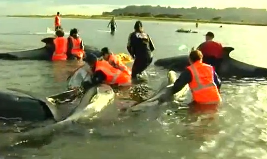 36 baleines mortes sur une plage de la Nouvelle Zélande : 21 cétacés ont pu être sauvés
