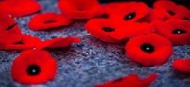 La vente des coquelicots cette année a largement dépassé les chiffres enregistrés l'an dernier