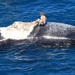 Un Australien monte sur la carcasse d'une baleine à bosse entouré de requins