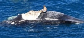 Un Australien monte sur la carcasse d'une baleine à bosse entouré de requins