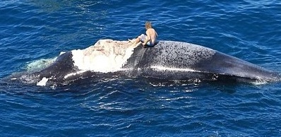 Un Australien monte sur la carcasse d'une baleine à bosse entouré de requins