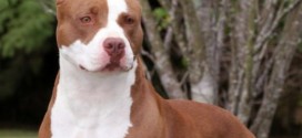Un adolescent de 15 ans mordu par un pitbull : Ses blessures sont mineures