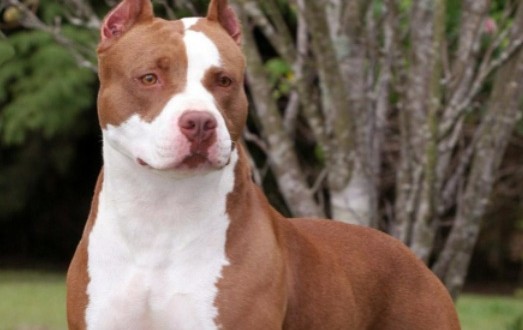 Un adolescent de 15 ans mordu par un pitbull : Ses blessures sont mineures