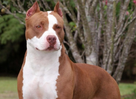 Un adolescent de 15 ans mordu par un pitbull - Ses blessures sont mineures Un adolescent de 15 ans mordu par un pitbull : Ses blessures sont mineures