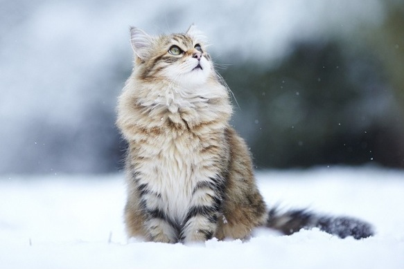 Pensez à protéger vos animaux pendant cette période de grand froid
