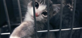 Quatre ménages sur dix laissent sortir leurs chats à l'extérieur