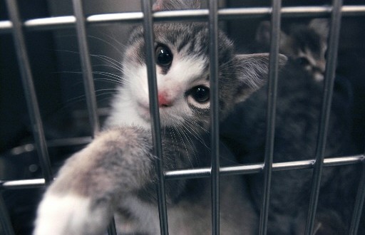 Quatre ménages sur dix laissent sortir leurs chats à l'extérieur