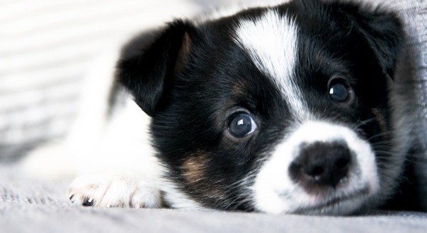 L'amour entre le chien et son maître passe par le regard