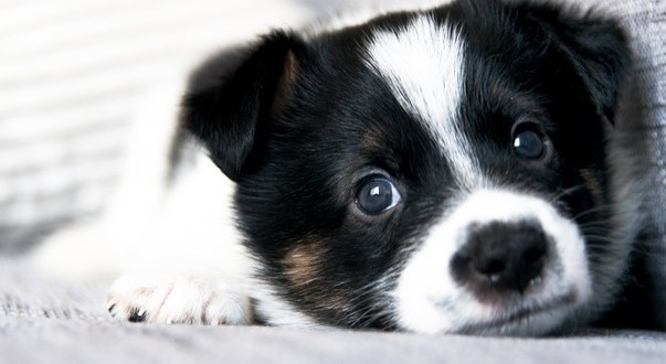 L’amour entre le chien et son maître passe par le regard