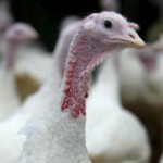 Virus d'influenza aviaire H5N2 : 29 fermes ontariennes placées en quarantaine