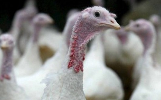 Virus d'influenza aviaire H5N2 : 29 fermes ontariennes placées en quarantaine
