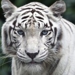 Inondations à Tbilissi : Un tigre blanc abattu après avoir tué un homme