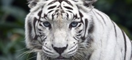 Inondations à Tbilissi : Un tigre blanc abattu après avoir tué un homme
