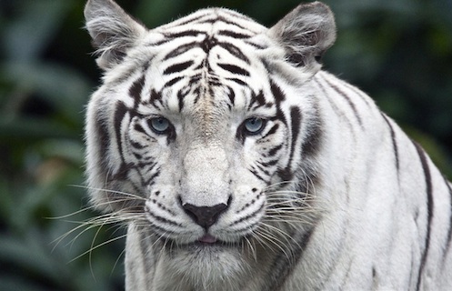 Inondations à Tbilissi : Un tigre blanc abattu après avoir tué un homme