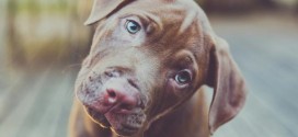 Québec : Un projet de loi pour le bien-être des animaux