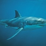 Attaque de requin sur la côte de Caroline du Nord : Un sexagénaire grièvement blessé