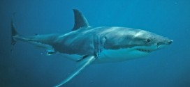 Attaque de requin sur la côte de Caroline du Nord : Un sexagénaire grièvement blessé