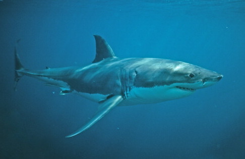 Attaque de requin sur la côte de Caroline du Nord : Un sexagénaire grièvement blessé
