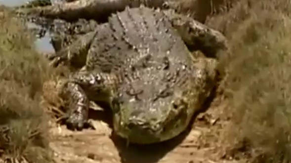 Australie : Une femme attaquée par un crocodile à Thornton Beach