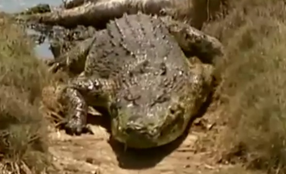Australie : Une femme attaquée par un crocodile à Thornton Beach 1 Australie : Une femme attaquée par un crocodile à Thornton Beach