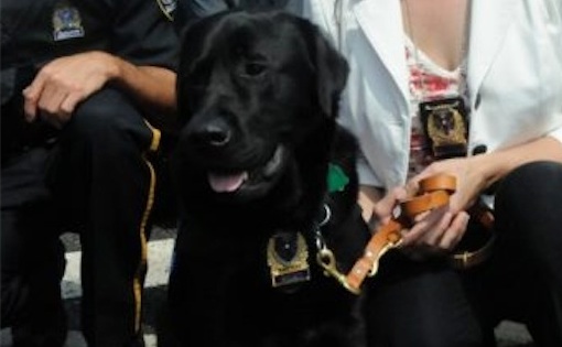 Kanak : Un chien au service de police de Sherbrooke