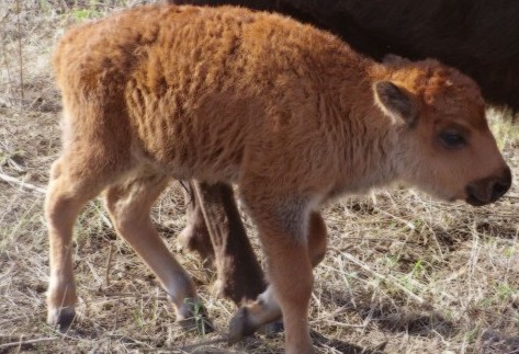 Un bébé bison du parc national Yellowstone euthanasié à cause de deux visiteurs