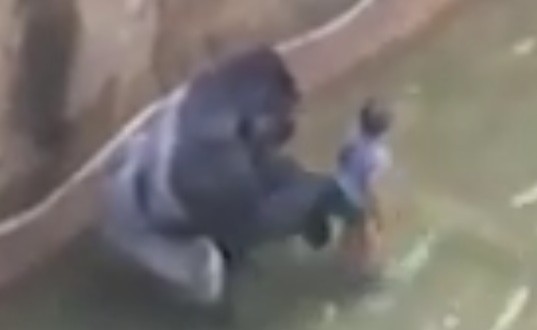 Un gorille tué au zoo de Cincinnati afin de sauver un garçon de trois ans