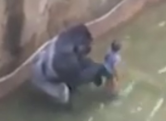 Un gorille tué au zoo de Cincinnati afin de sauver un garçon de trois ans 1 Un gorille tué au zoo de Cincinnati afin de sauver un garçon de trois ans