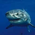 Attaque de requin en Australie : Une plongeuse d'une soixantaine d'années perd la vie