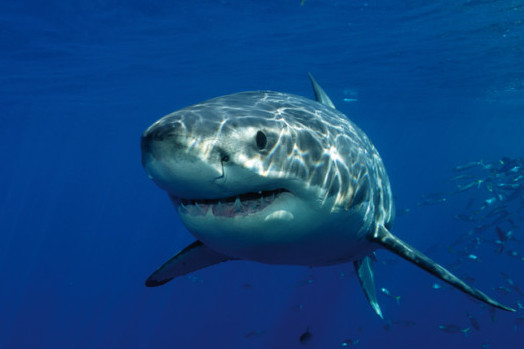 Attaque de requin en Australie : Une plongeuse d'une soixantaine d'années perd la vie 1 Attaque de requin en Australie : Une plongeuse d'une soixantaine d'années perd la vie