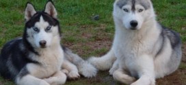 Girardville : Des chiens huskys s'échappent de leur enclos et tuent une chèvre