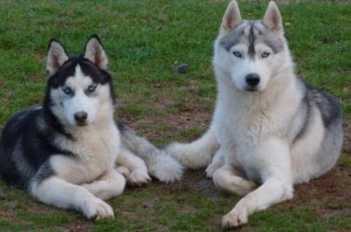 Girardville : Des chiens huskys s'échappent de leur enclos et tuent une chèvre 1 Girardville : Des chiens huskys s'échappent de leur enclos et tuent une chèvre