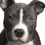 Pitbulls : La SPCA promet de s'opposer à la décision du maire Coderre