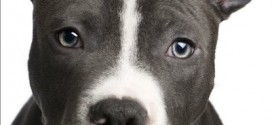 Pitbulls : La SPCA promet de s'opposer à la décision du maire Coderre