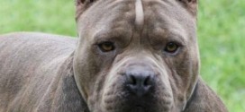 Un homme dans la cinquantaine ordonne à son chien pitbull d'attaquer sa compagne