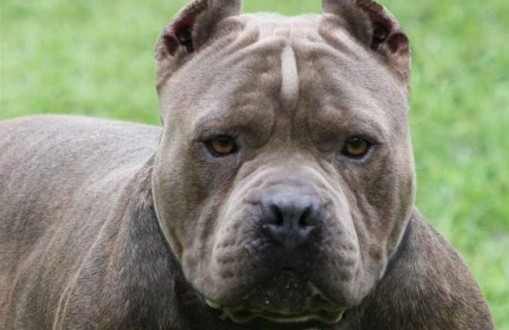 Un homme dans la cinquantaine ordonne à son chien pitbull d’attaquer sa compagne