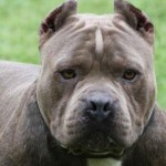 Un pitbull dévoré après une attaque de chiens à Saint-Lin-Laurentides