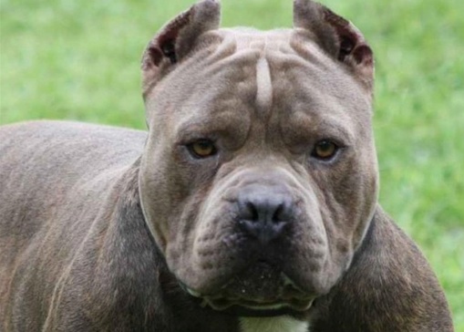 Un pitbull dévoré après une attaque de chiens à Saint-Lin-Laurentides 1 Un pitbull dévoré après une attaque de chiens à Saint-Lin-Laurentides