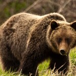 Attaque de grizzly dans le Montana : Un cycliste perd la vie