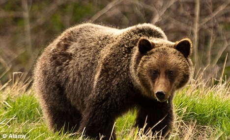 Attaque de grizzly dans le Montana : Un cycliste perd la vie