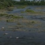 La Ville de Saint-Hyacinthe en cause dans la mort de milliers de poissons dans la rivière Yamaska