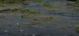 La Ville de Saint-Hyacinthe en cause dans la mort de milliers de poissons dans la rivière Yamaska